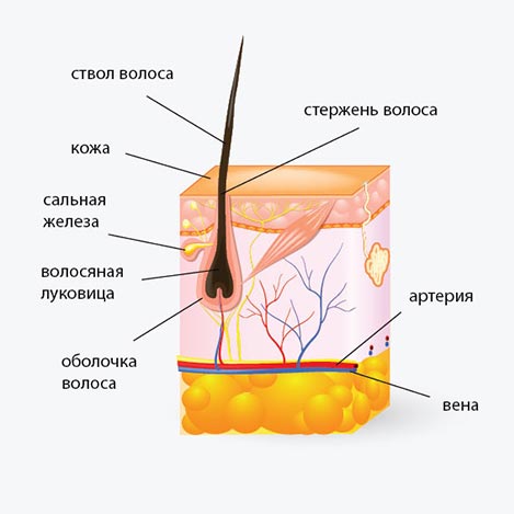 Строение волоса anatomia volosa epil kabinet